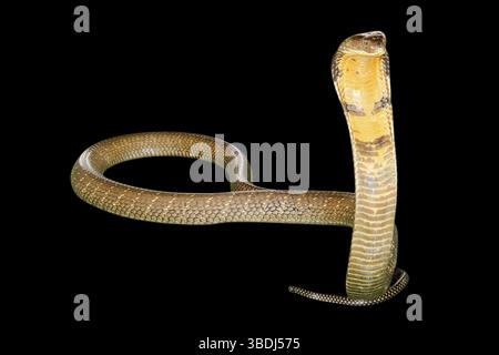Re Cobra Snake Ophiophagus hannah, isolato su sfondo nero. Vista frontale Foto Stock