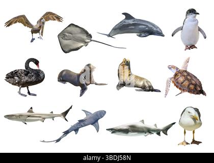 Collage di animali australiani, isolati su sfondo bianco. Pellicano, gabbiano, pinguino, cigno nero, squalo limone, Sting Ray, Great White Shark, Sea Tur Foto Stock