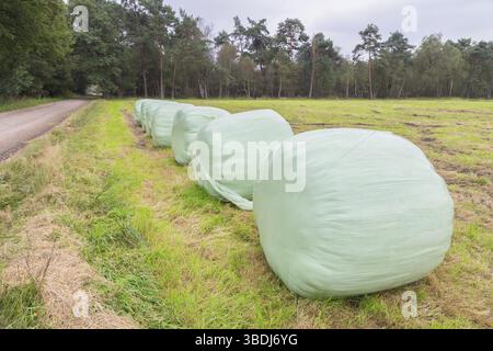 Gruppo di round plastificato balle di fieno in fila sulla terra di erba Foto Stock