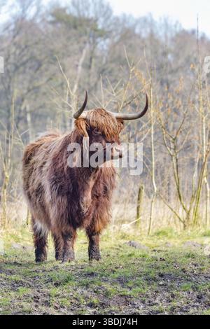 Marrone highlander scozzese bull in piedi nella soleggiata pascolo a molla Foto Stock