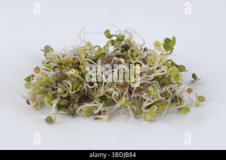 Ravanello daikon giapponese, germogli (Raphanus sativus) Foto Stock