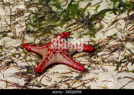 Stelle marine rosse Protoreaster linckii su una spiaggia sabbiosa con alghe verdi. Vista dall'alto ravvicinata con spine rosse e braccia testurizzate Foto Stock
