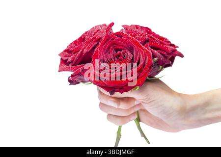 Mano azienda bouquet di rose rosse con gocce d'acqua isolati su sfondo bianco Foto Stock