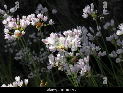 Aglio rosato, Allium roseum var. Bulbiferum, Amaryllidaceae. Mediterraneo. Foto Stock