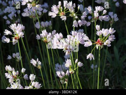 Aglio rosato, Allium roseum var. Bulbiferum, Amaryllidaceae. Mediterraneo. Foto Stock
