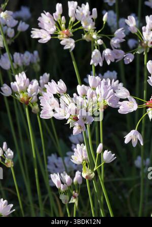 Aglio rosato, Allium roseum var. Bulbiferum, Amaryllidaceae. Mediterraneo. Foto Stock