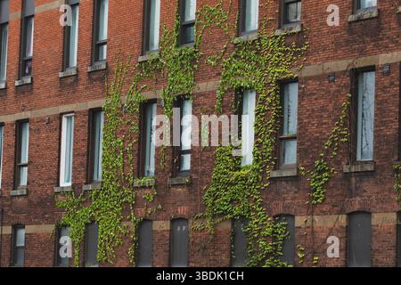 Vecchio edificio di appartamenti in mattoni con edera che strizza sulla facciata. Green ivy sale su pareti di mattoni rossi di un edificio a piu' piani. Foto Stock