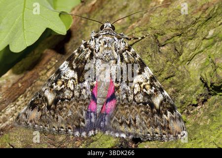 Falena cremisi scura (Catocala sponsa) Foto Stock