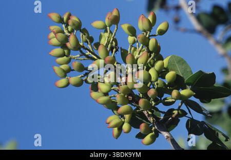 Semi Di Pistacchio Vera - 150 Pezzi Per Coltivazione Albero Da Giardino