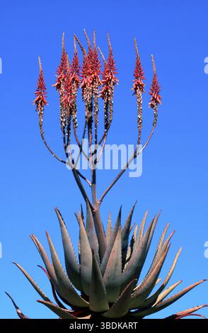 Aloe amara (ferox), selvatica, piante, Affodilidae, Asphodelaceae, fioritura, Botswana, Africa Foto Stock
