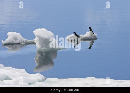 Crab Divers (All), Spitsbergen (Plautus All), Norvegia, Europa Foto Stock