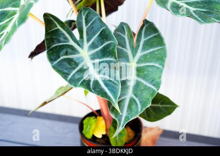 Primo piano della pianta di Alocasia Polly con foglie verdi a forma di freccia e sorprendenti vene bianche, che crescono in un piccolo vaso nero al chiuso contro un soffice l Foto Stock