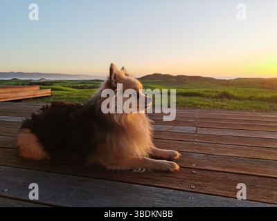Ritratto di un simpatico cane soffice che si rilassa sul ponte di legno al tramonto Foto Stock