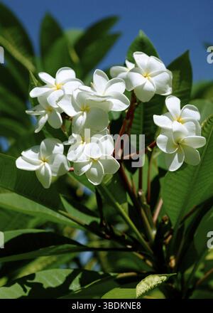 Fiori di frangipani, Seychelles (Plumeria obtusa) Foto Stock