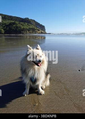 Ritratto di un cane soffice e felice seduto sulla spiaggia Foto Stock