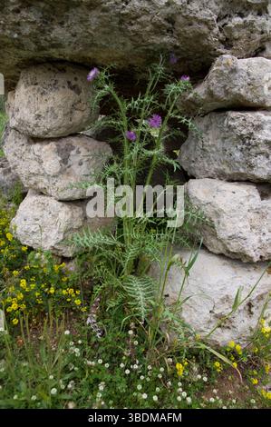 Dolmen li Scusi a Minervino, Lecce, Italia Foto Stock
