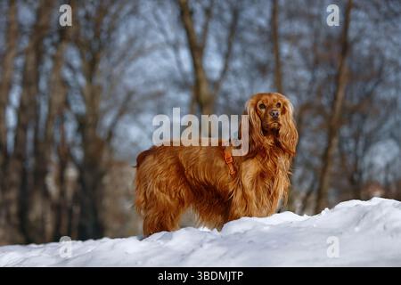 Spaniel cocker inglese in piedi sulla neve in una giornata di sole in inverno Foto Stock
