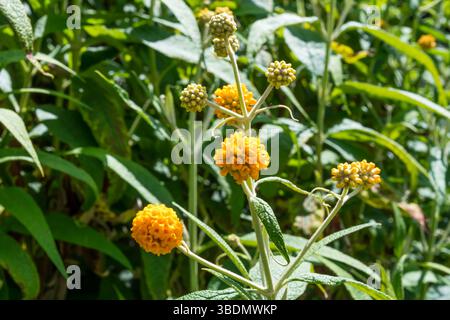 Buddleja Globosa 'Cally Orange'. Foto Stock