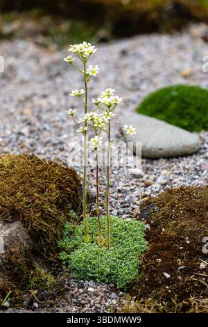 Livelong Saxifrage, Saxifraga paniculata che cresce in una roccia Foto Stock