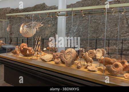 Una mostra di creature marine fossilizzate nel museo Fossilea, recentemente aperto, nella regione francese del Beaujolais, dimostra che questa zona era una volta sotto il mare. Foto Stock