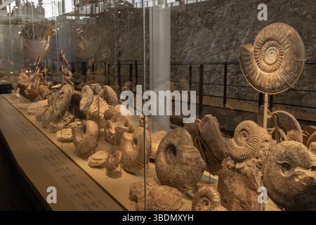 Una mostra di creature marine fossilizzate nel museo Fossilea, recentemente aperto, nella regione francese del Beaujolais, dimostra che questa zona era una volta sotto il mare. Foto Stock
