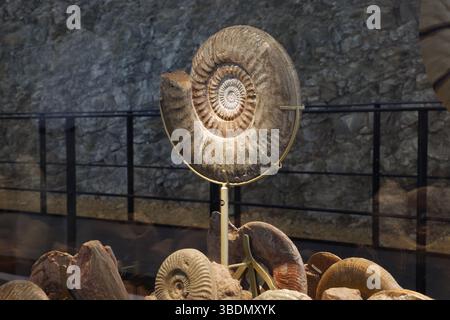 Un notevole fossile di un nautilus in mostra nel nuovo museo Fossilea nella regione francese del Beaujolais. Foto Stock