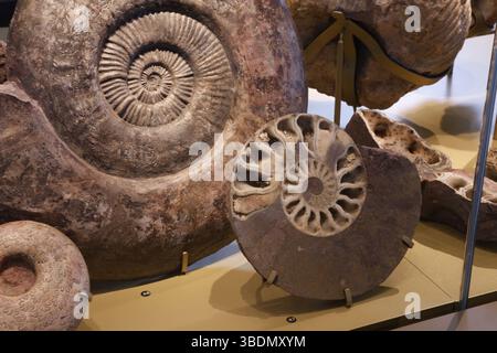 Un fossile di nautilus e una sezione trasversale di un nautilus in mostra nel nuovo museo Fossilea nella regione francese del Beaujolais. Foto Stock