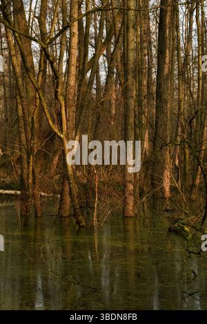 hoher Wasserstand... überfluteter Bruchwald * Meerbusch, Lanker Bruch *, sumpfiger Auwald, Erlenbruchwald im Bereich einer vor Jahrhunderten verlandeten Rheinschlinge, Altrhein, NRW, Deutschland, Europa *** alto livello dell'acqua... Foresta di cava allagata * Meerbusch, Lanker Bruch *, foresta alluvionale paludosa, foresta di cava di ontano nella zona di un anello del Reno insabbiato secoli fa, Vecchio Reno, NRW, Germania, Europa *** Nordrhein-Westfalen Deutschland, Westeuropa Foto Stock