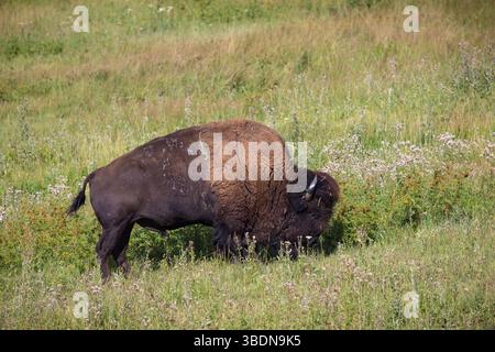 Bisonte americano (Bison bison) che pascolano in un campo al Terry Bison Ranch vicino Cheyenne, Wyoming Foto Stock
