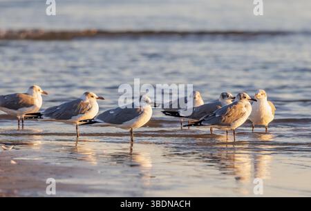 Gabbiani che si tuffano lungo il litorale alla ricerca di cibo lungo la costa del Golfo del Mississippi alla luce della sera Foto Stock