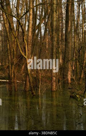 livello dell'acqua alto... Foresta di cava allagata * Meerbusch, Lanker Bruch *, foresta alluvionale paludosa, foresta di cava di ontano nell'area di un vecchio anello del Reno. Foto Stock