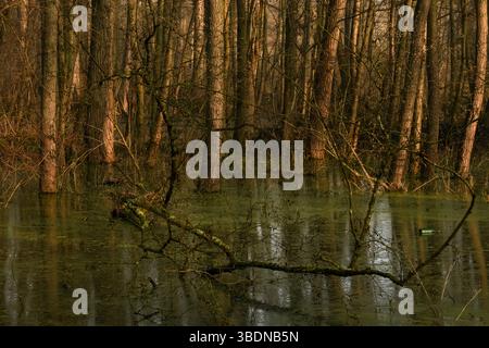 livello dell'acqua alto... Foresta di cava allagata * Meerbusch, Lanker Bruch *, foresta alluvionale paludosa, foresta di cava di ontano nell'area di un vecchio anello del Reno. Foto Stock