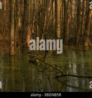 livello dell'acqua alto... Foresta di cava allagata * Meerbusch, Lanker Bruch *, foresta alluvionale paludosa, foresta di cava di ontano nell'area di un vecchio anello del Reno. Foto Stock