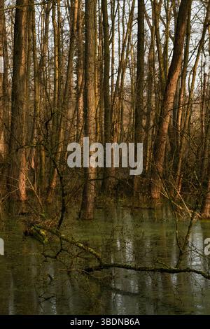 livello dell'acqua alto... Foresta di cava allagata * Meerbusch, Lanker Bruch *, foresta alluvionale paludosa, foresta di cava di ontano nell'area di un vecchio anello del Reno. Foto Stock