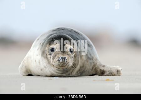 Foca del porto * Phoca vitulina * che riposa sulla sabbia del Mare del Nord, spiaggia sulla duna di Helgoland, specie autoctone, Germania, Europa. Foto Stock