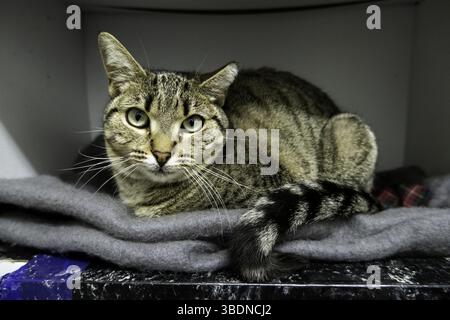 Dettaglio di un animale domestico senzatetto abbandonato Foto Stock