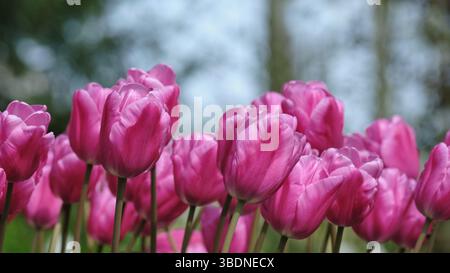 Vibranti tulipani magenta in un giardino primaverile Foto Stock