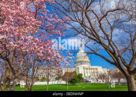 Campidoglio durante il Cherry Blossom Festival a Washington, DC, USA Foto Stock