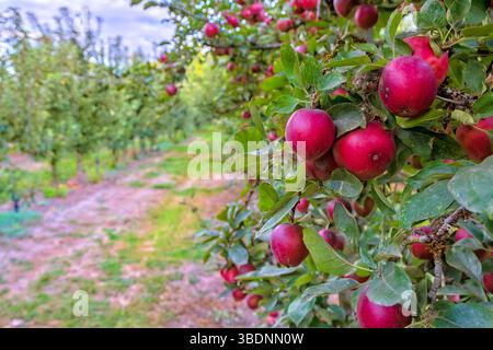 Suavie Island, Portland, Oregon - 19 settembre 2018: Primo piano di mele mature su un albero in un frutteto, pronto per la raccolta. Foto Stock