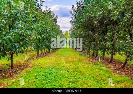 Suavie Island, Portland, Oregon - 19 settembre 2018: File di alberi fiancheggiano un sentiero erboso, che mostra la bellezza agricola dell'isola. Foto Stock