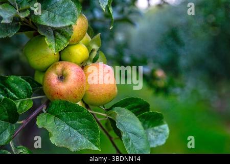 Suavie Island, Portland, Oregon - 19 settembre 2018: Un primo piano di mele che crescono su un albero, mostrando il raccolto del frutteto. Foto Stock
