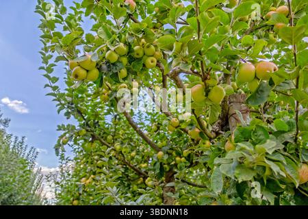 Suavie Island, Portland, Oregon - 19 settembre 2018: Un lussureggiante melo carico di frutta matura, promettendo un raccolto abbondante nel frutteto. Foto Stock