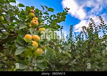 Suavie Island, Portland, Oregon - 19 settembre 2018: Le mele maturano sull'albero, pronte per essere raccolte in un frutteto sull'isola di Sauvie. Foto Stock