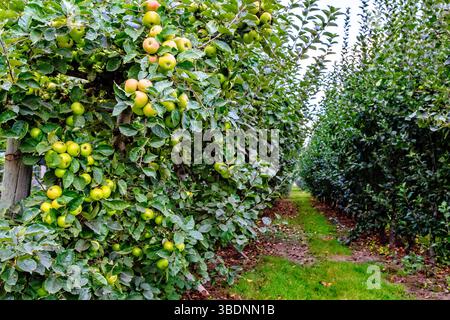 Suavie Island, Portland, Oregon - 19 settembre 2018: Un meleto con file di alberi carichi di frutta matura, pronto per la raccolta. Foto Stock