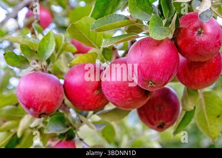 Suavie Island, Portland, Oregon - 19 settembre 2018: Primo piano di mele mature appese ad un albero, pronte per essere raccolte durante la stagione autunnale. Foto Stock