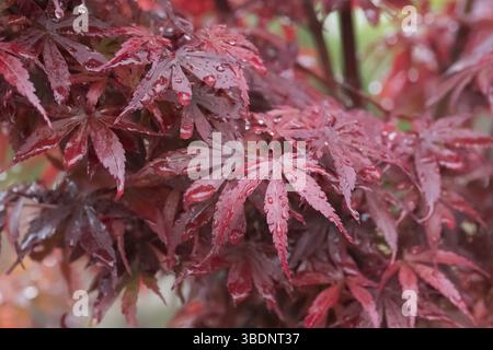 Acero fan (Acer palmatum "Osakazuki"), Tuinen van Appeltern, Paesi Bassi Foto Stock