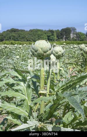 Il carciofo Camus de Bretagne della famiglia delle Asteraceae è una delle poche varietà vegetali coltivate nel nord della Bretagna tra M Foto Stock