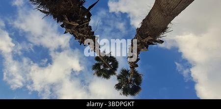 Due alte palme si estendono verso l'alto contro un cielo blu luminoso con soffici nuvole Foto Stock