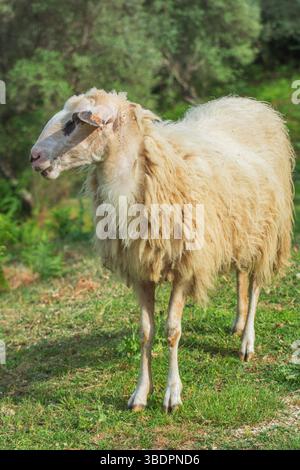 Ritratto della razza di pecore Pramenka, Montengro Foto Stock