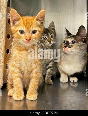 San Francisco, California, Stati Uniti – marzo 30 2025: Tre giovani gattini, tra cui un tabby allo zenzero, aspettano all'interno del cubo di metallo per l'adozione Foto Stock